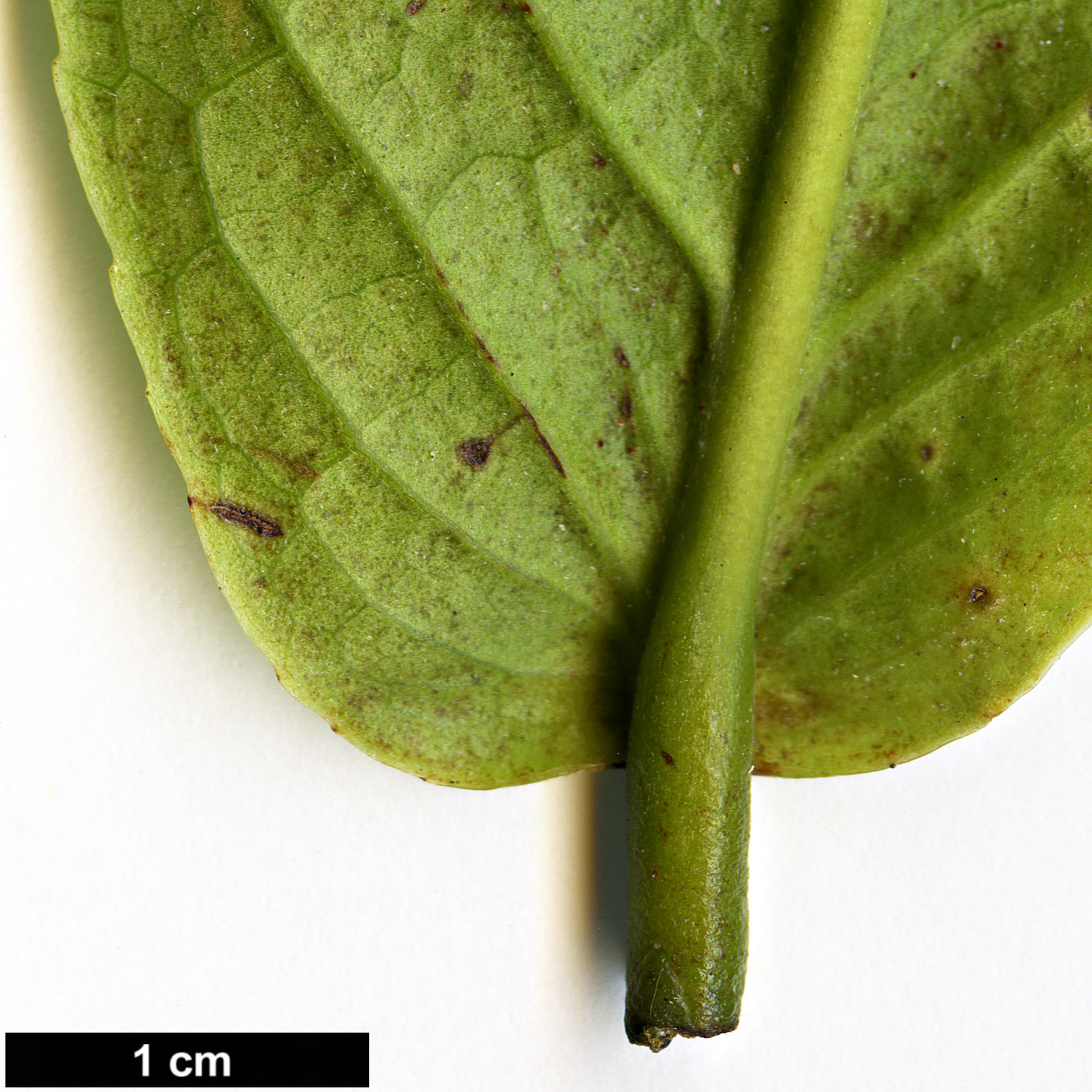 High resolution image: Family: Theaceae - Genus: Camellia - Taxon: species (Vietnam)
